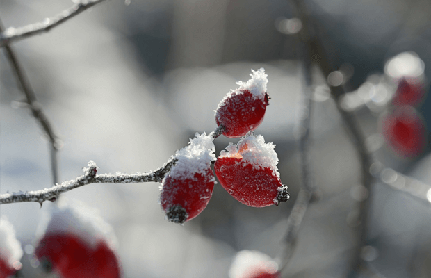 botiquin natural de invierno, notas naturales