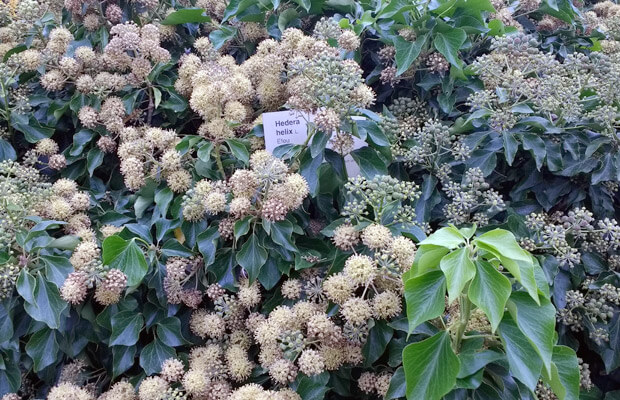 jardin botanico de berlin, notasnaturales