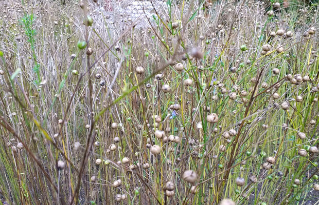 jardin botanico de berlin, notasnaturales