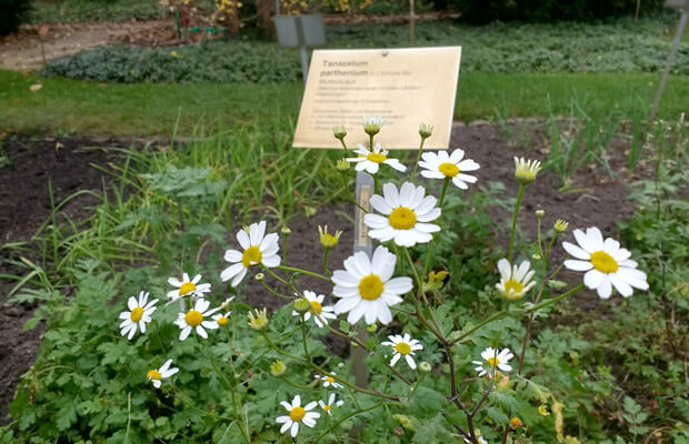 jardin botanico de berlin, notasnaturales