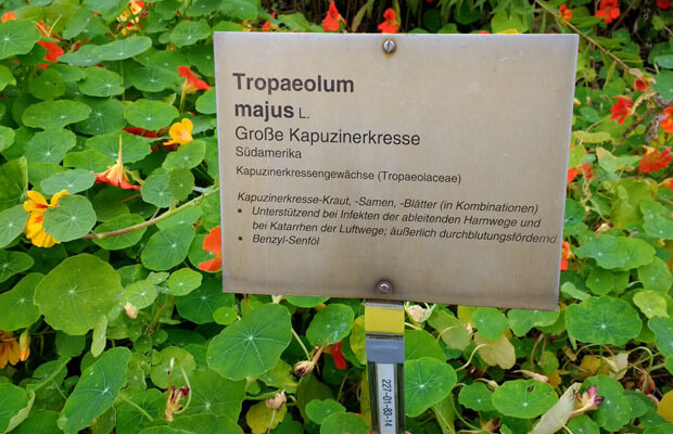 jardin botanico de berlin, notasnaturales