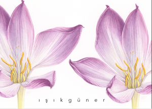 Iniciación a la ilustración botánica con Isik Güner en Barcelona @ Art Valles | Barcelona | Catalunya | España