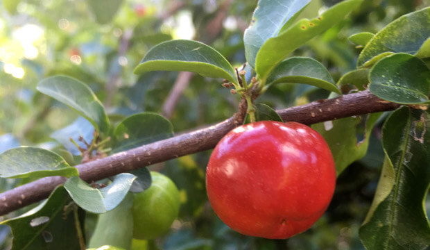 fruta tropical propiedades