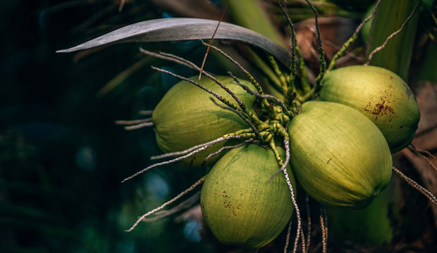 fruta tropical propiedades