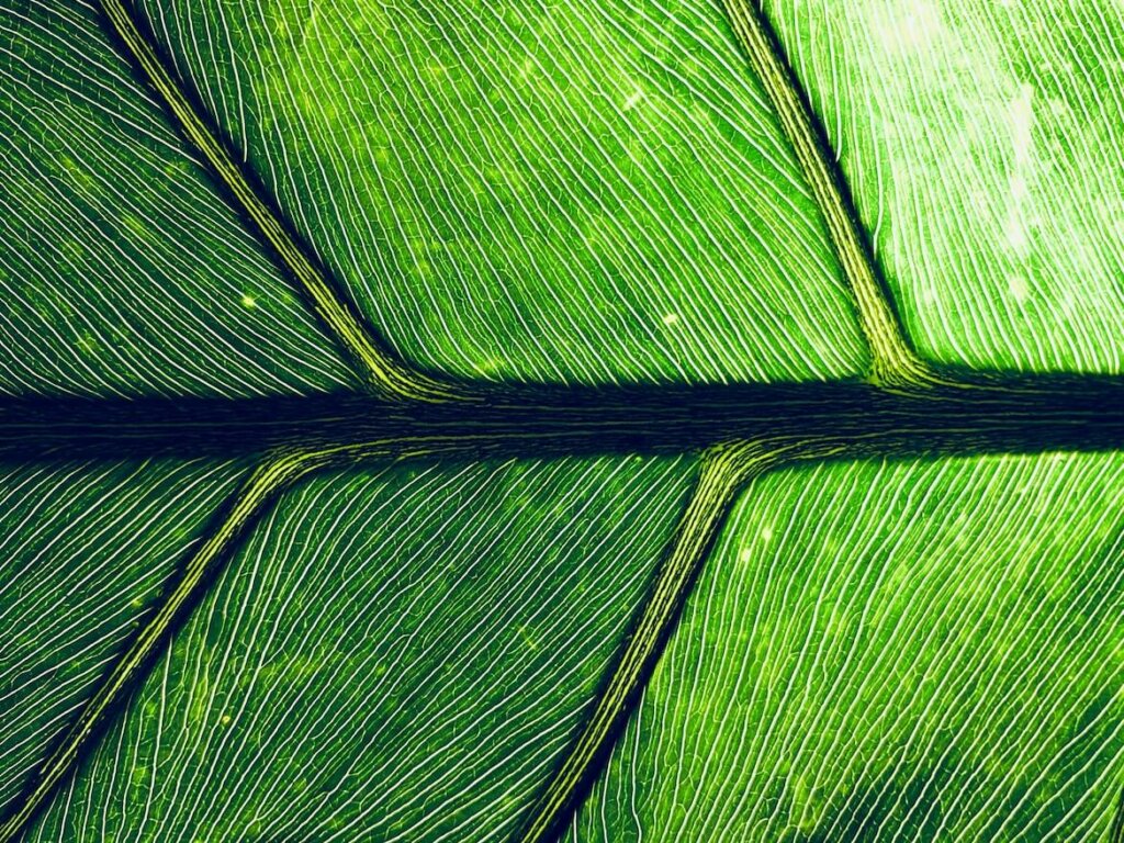 macro hoja verde de una planta, notas naturales