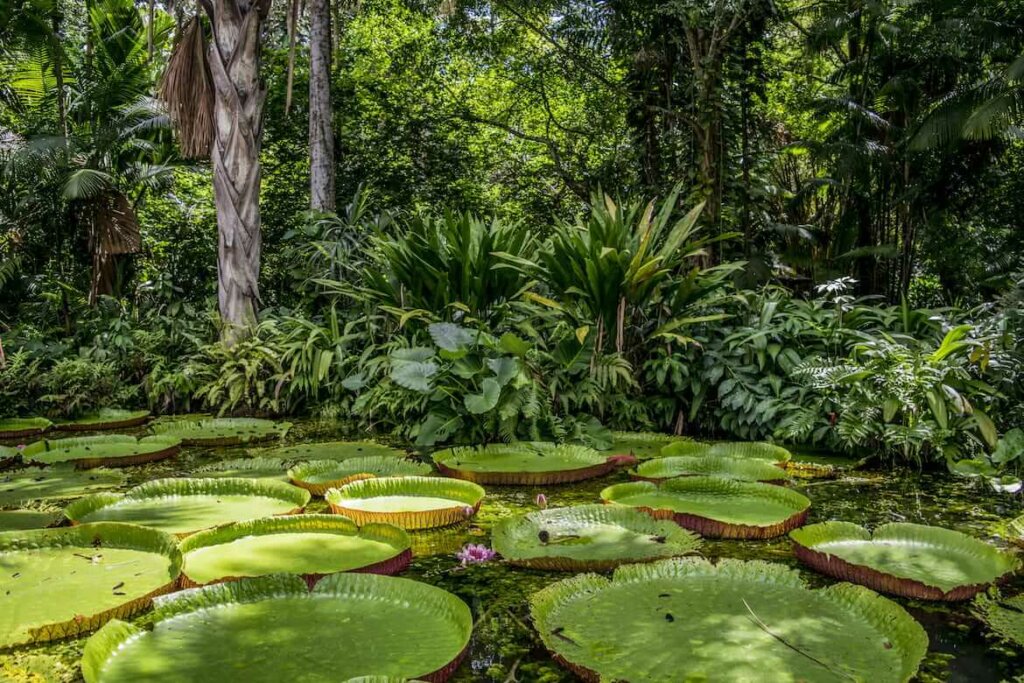 en la foresta amazónica es dónde más plantas medicinales hay en todo el planeta