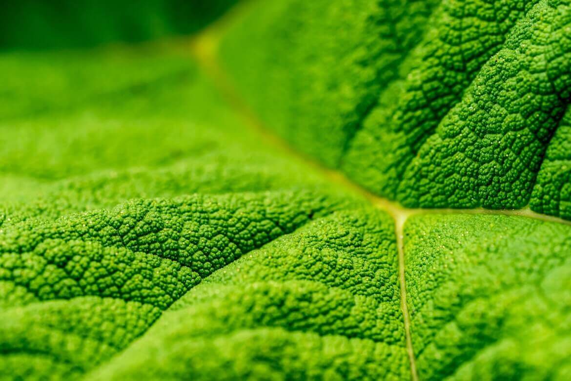 macro hoja verde de una planta, notas naturales