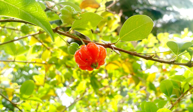 fruta tropical propiedades