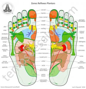 Inscripciones Curso de Reflexología Podal @ TEMPS DE SALUT | Granollers | Catalunya | España
