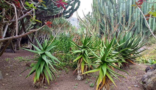 Plantas medicinales de Canarias, aloe canariensis