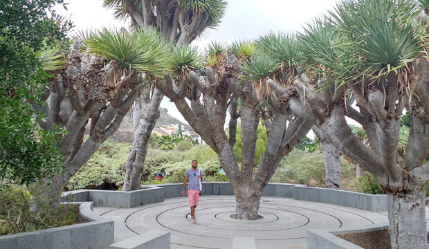 Plantas medicinales de Canarias, drago, notas naturales