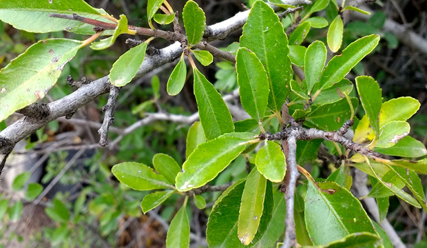 Plantas medicinales de Canarias, espino negro, notas naturales