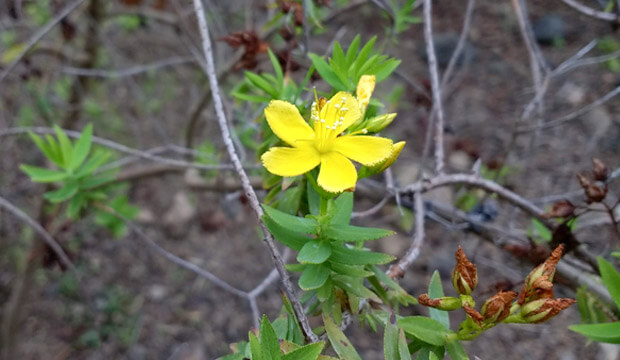 Plantas medicinales de Canarias, hipericum reflexum