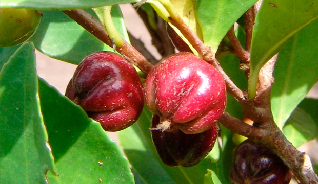 Plantas medicinales de Canarias, notas naturales, Mocán, Visnea mocanera