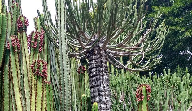 Plantas Medicinales De Canarias Y Su Uso Tradicional Notas Naturales