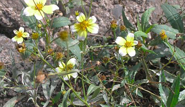 Plantas medicinales de Canarias, notas naturales, te canario, Visnea mocanera