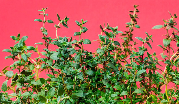 plantas medicinales silvestres tomillo, notasnaturales