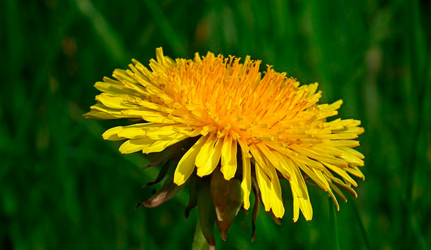 plantas medicinales silvestres diente de leon, notasnaturales