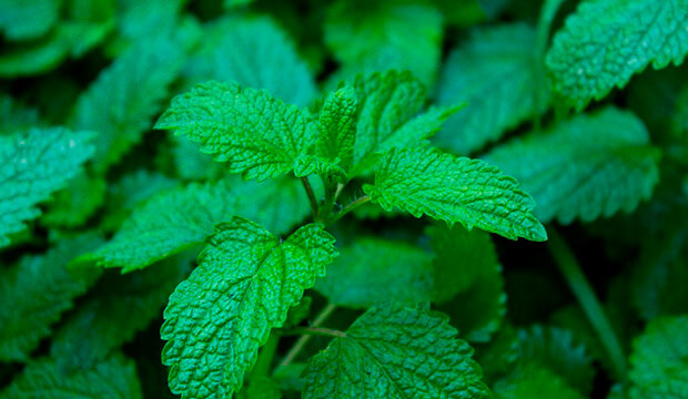 plantas medicinales silvestres melisa, notasnaturales