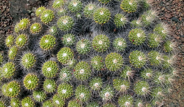 jardin botanico viera y clavijo