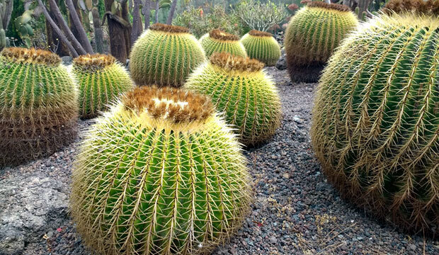 jardin botanico viera y clavijo