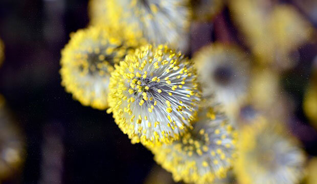 detalle pólen mimosa