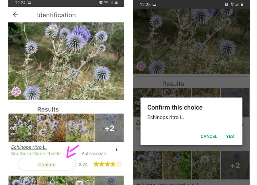 Capturas de pantalla que muestran como identificar una planta con la app plantnet