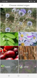 PlantNet: app colaborativa para identificar plantas