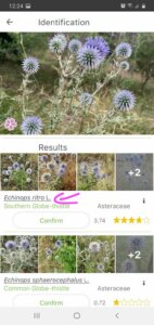 PlantNet: app colaborativa para identificar plantas