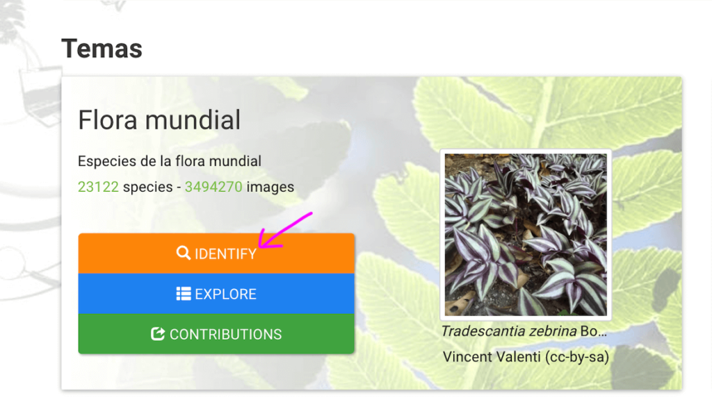 identificar plantas con plantnet via web