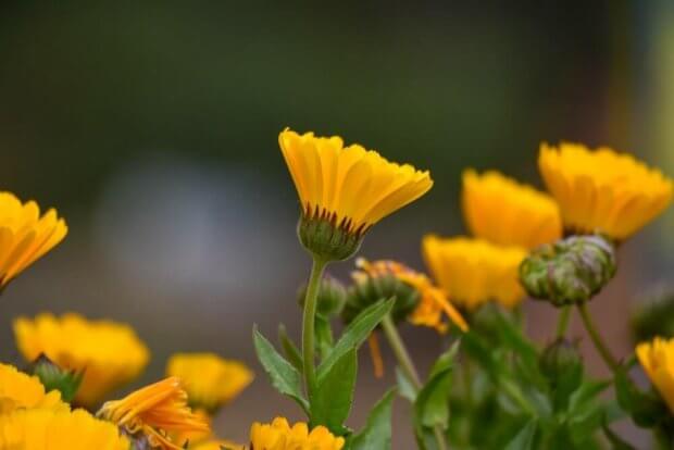 Planta de caléndula, una flor en la lista plantas medicinales comunes 