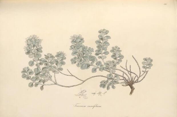 Teucrium cuneifolium, ilustraciones botanicas antiguas del volumen Flora Graeca, biodiversity heritage library