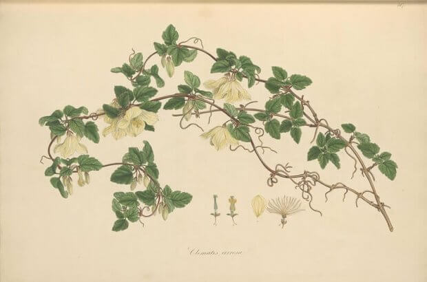 clematis cirrhosa, ilustraciones botanicas antiguas del volumen Flora Graeca, biodiversity heritage library