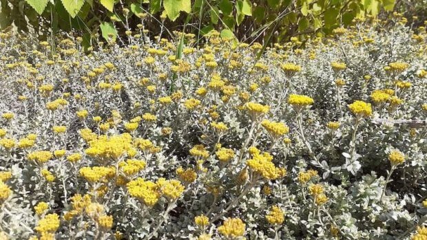 plantas de Helicriso en flor