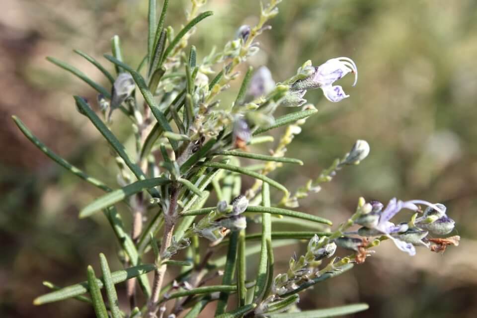 Detalle de las hojas y flores de una planta de romero, una hierba aromática y medicinal