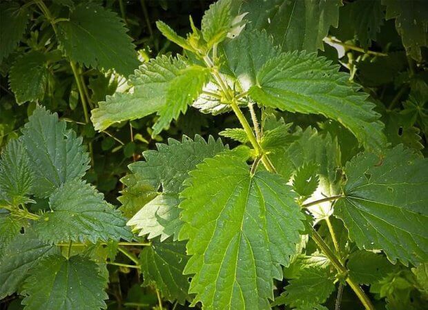 Planta de ortiga, una planta curativa común