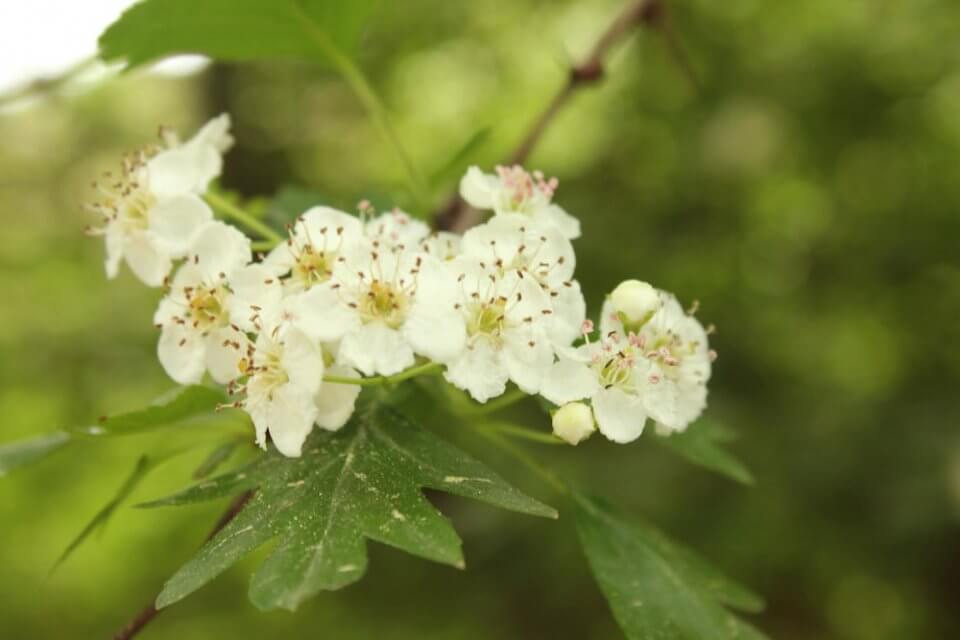 detalle de flores y hojas de espino blanco, foto notasnaturales.com