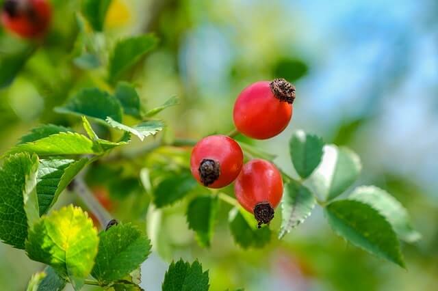 escaramujo, un fruto medicinal que ayuda a reforzar el sistema inmune