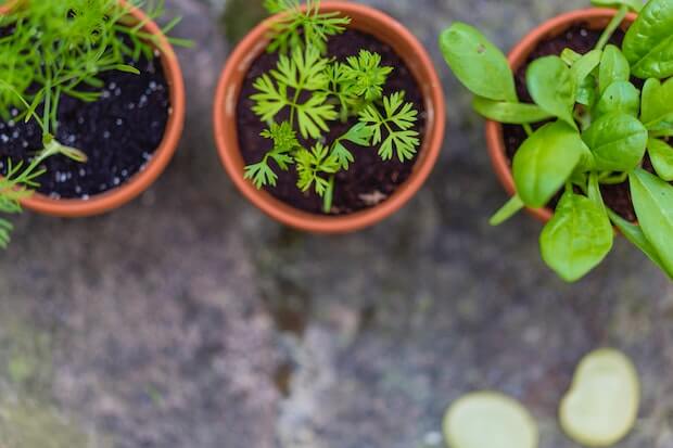 cultivar plantas aromaticas para cocinar