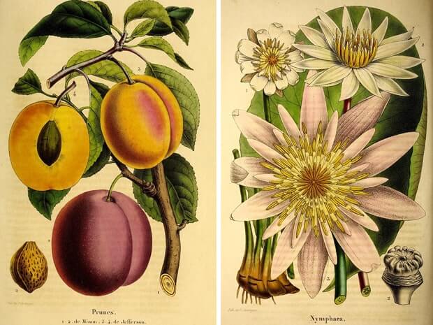 Belgique horticole v.1 Liege ilustraciones botanicas antiguas, biodiversity heritage library