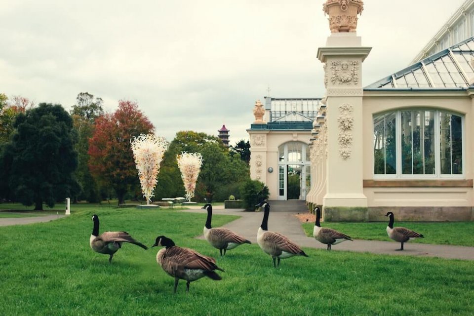 Gansos en kew gardens london, uno de los jardines botanicos más bonitos del del mundo