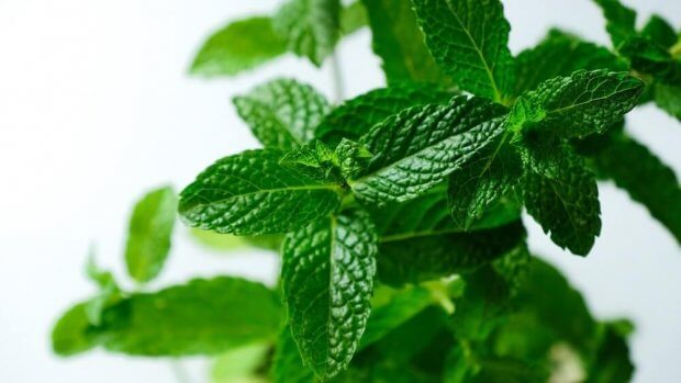 plantas medicinales y sus nombres comunes Menta