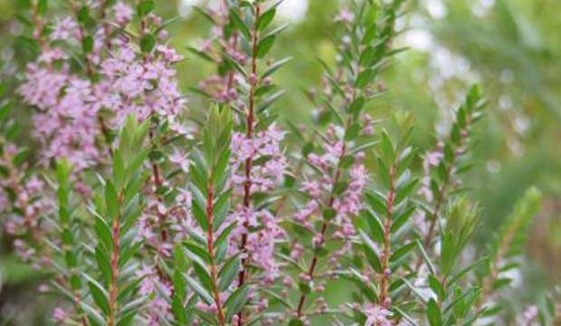 planta agathosma con flores rosa