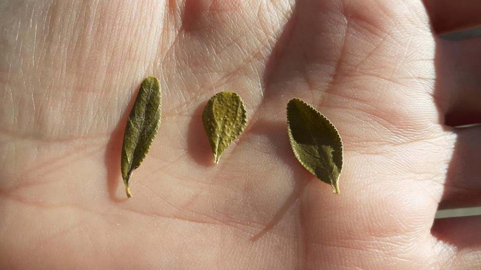 hojas de distintas especies de buchu, Agathosma betulina, Agathosma crenulata y Agathosma ovalata
