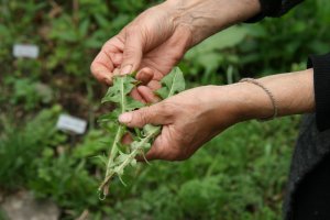 Usos medicinales y culinarios de les plantas de nuestro entorno durante la primavera @ Cassà de la Selva | Cassá de la Selva | Cataluña | España