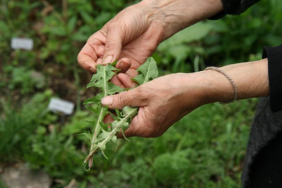 manos mujer mientras cosecha hojas de diente de león, una planta medicinal