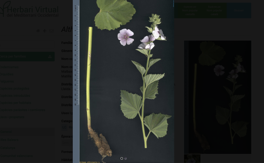 Althaea officinalis L. en el herbario virtual del mediterraneo occidental