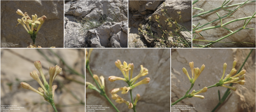 detalles de la Aspertula Paui en un herbario virtual