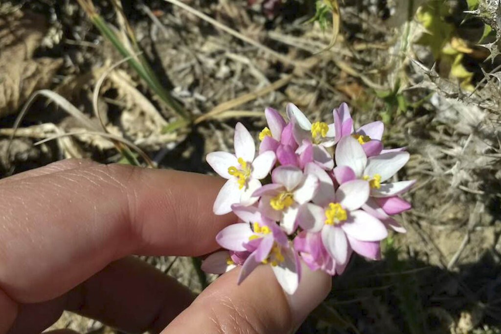 identificacion de plantas silvestres