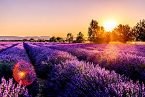 Festa de la lavanda @ Parc de les Olors del Serrat | Catalunya | España